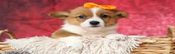 Welsh Corgi Pembroke dogs for sale: Audrey🦴  - Ad 6
