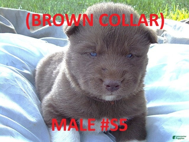 Siberian Husky dogs Brown Collar - Ad 23