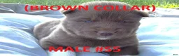 Siberian Husky dogs for sale: Brown Collar - Ad 1