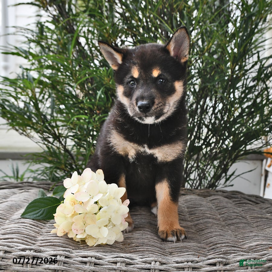 Shiba Inu dogs Skye - Ad 2