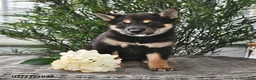 Shiba Inu dogs for sale: Skye - Ad 2
