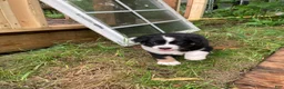 Australian Shepherd dogs for sale: Mr.T (Tommy) - Ad 4