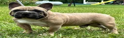 French Bulldog dogs for sale: Samson - Ad 1