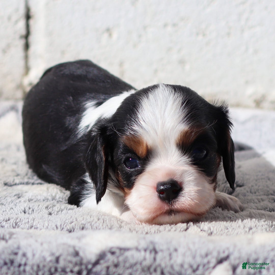 Cavalier King Charles Spaniel dogs for sale: Mya - Ad 5