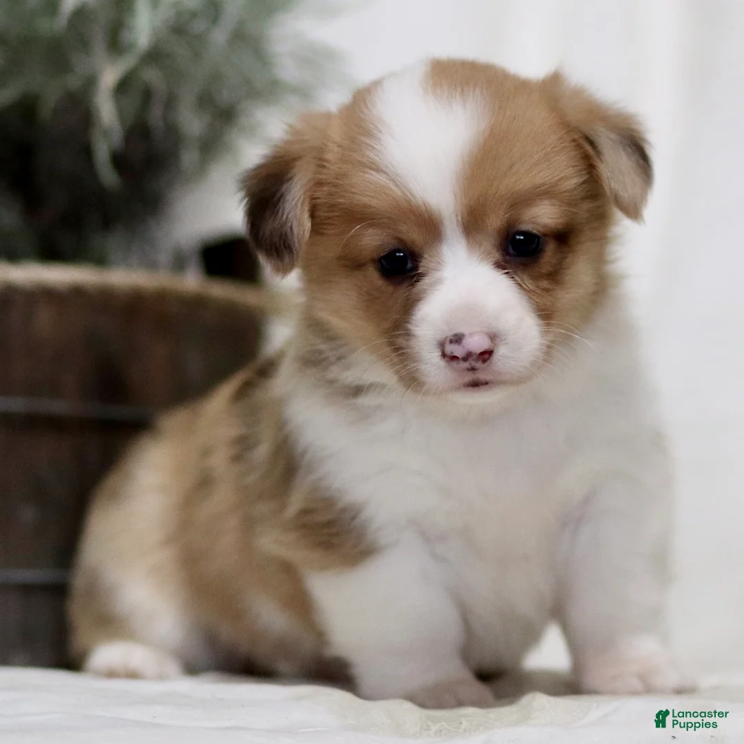 American Corgi dogs for sale: Jess - Ad 1
