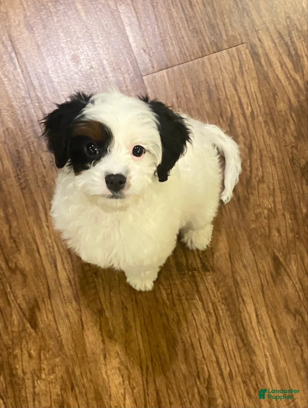 Cavapoo dogs for sale: Mocha  - Ad 4