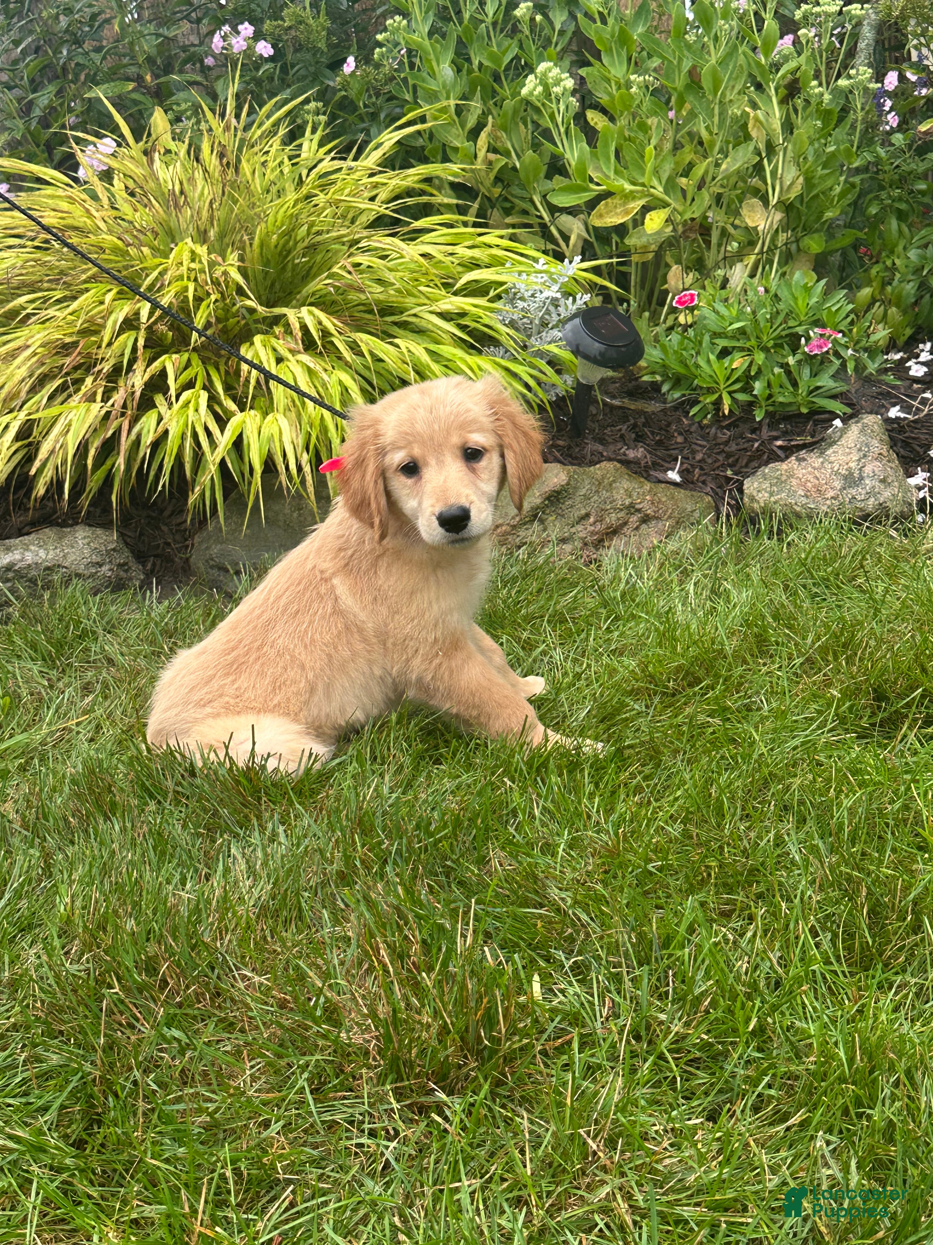 Golden Retriever dogs Golden Retriever 7 - Ad 1