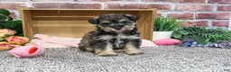 Miniature Schnauzer dogs for sale: Dior - Ad 6