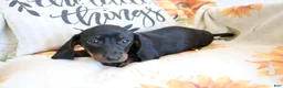 Miniature Dachshund dogs for sale: Danny  - Ad 7