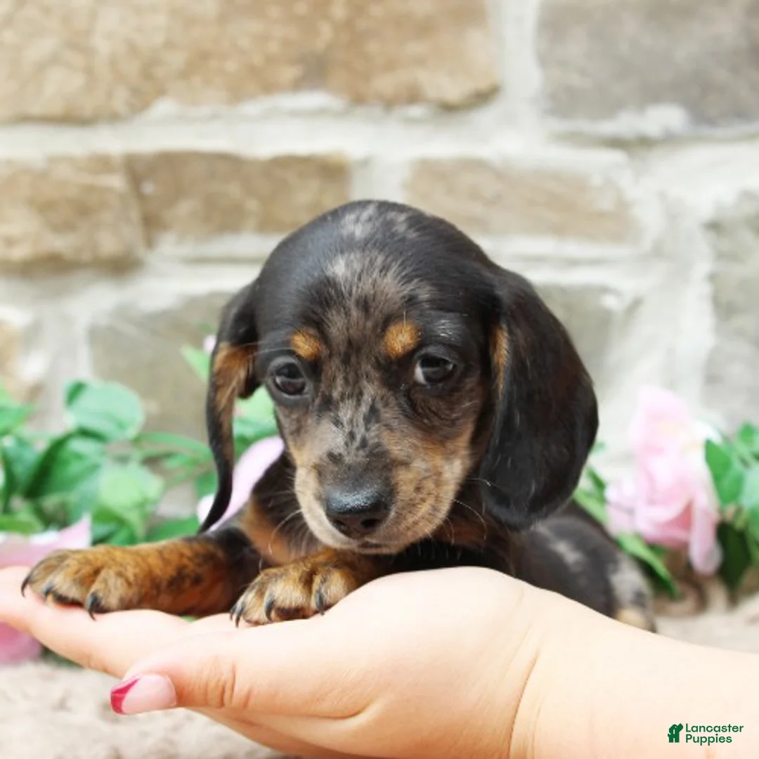 Miniature Dachshund dogs for sale: Patrick - Ad 2