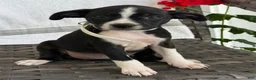 Mixed Breed dogs for sale: Gracey - Ad 6