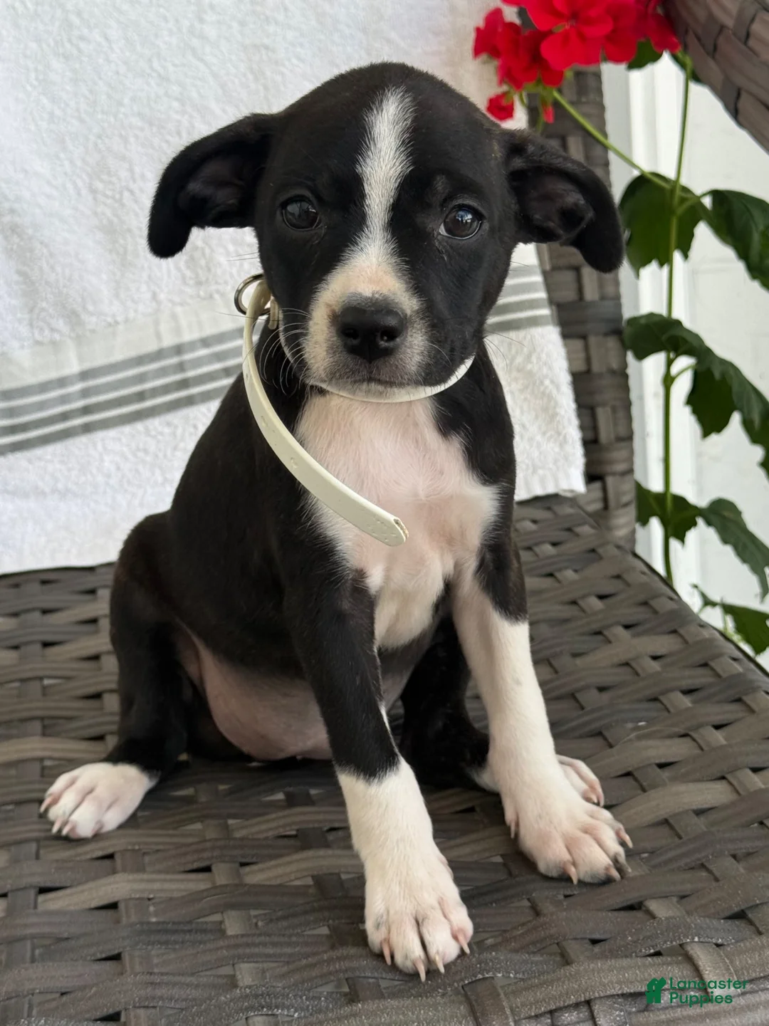 Mixed Breed dogs for sale: Gracey - Ad 6