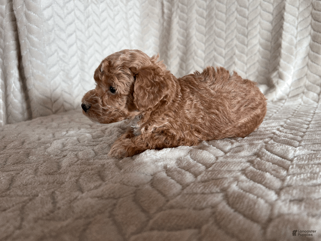 Toy Poodle dogs for sale: Grant - Ad 2