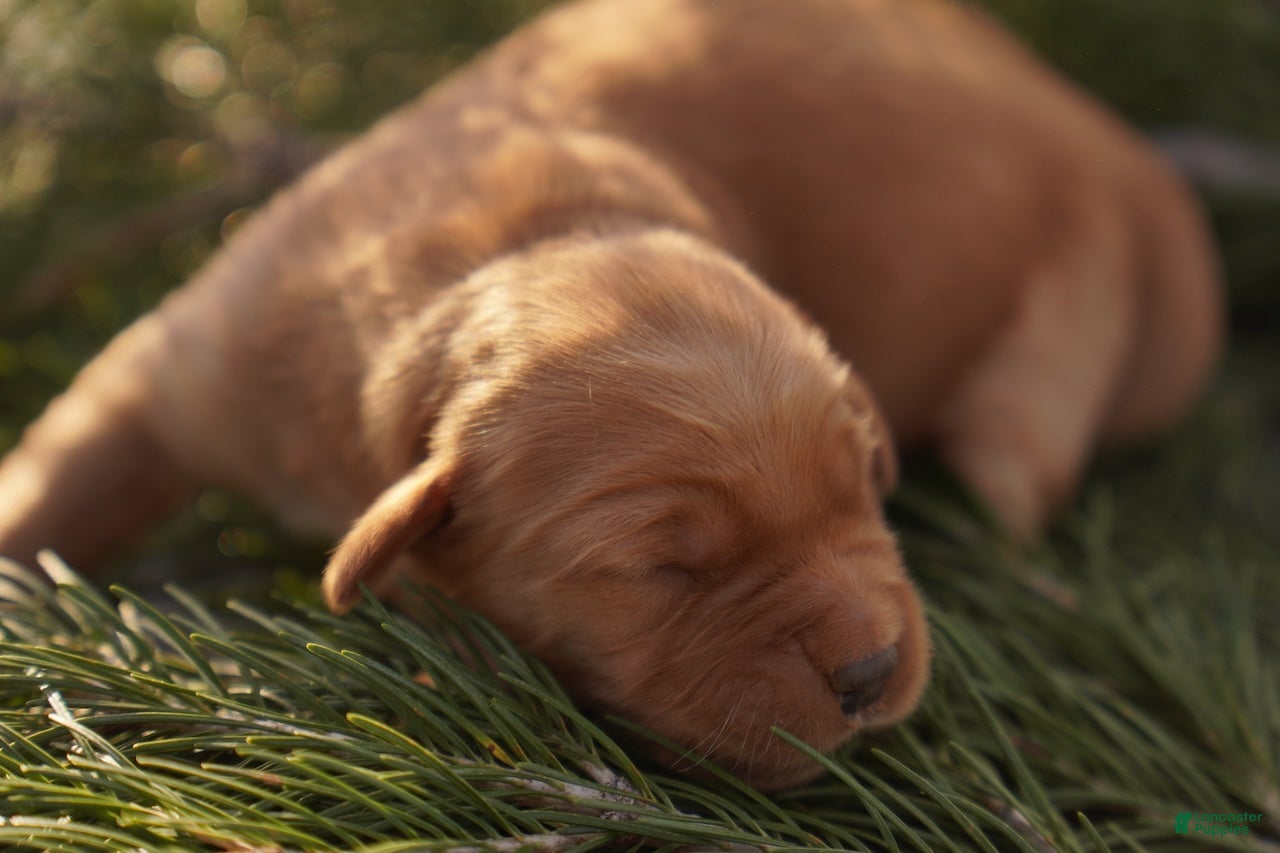 Golden Retriever dogs Ali - AKC, Genetically Clear - Ad 8