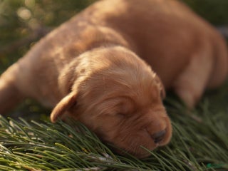 Golden Retriever dogs Ali - AKC, Genetically Clear - Ad 8