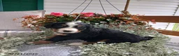 Bernese Mountain Dog dogs for sale: Allie - Ad 3