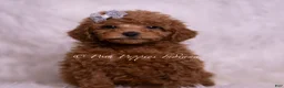 Maltipoo dogs for sale: Kash - Ad 2
