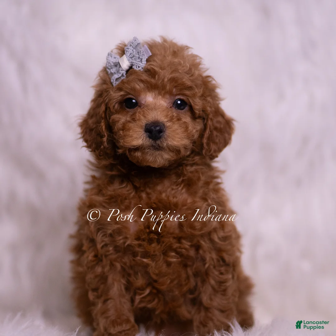 Maltipoo dogs for sale: Kash - Ad 2