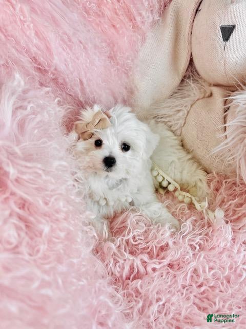 Maltese dogs Maltese 1 - Ad 2