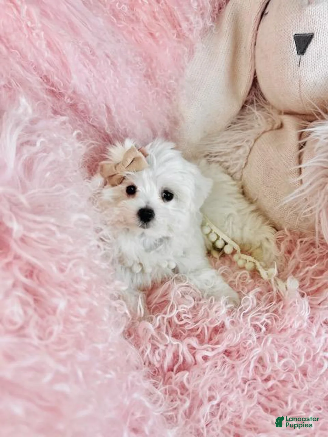 Maltese dogs for sale: Maltese 1 - Ad 2