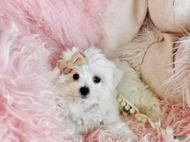 Maltese dogs Maltese 1 - Ad 2