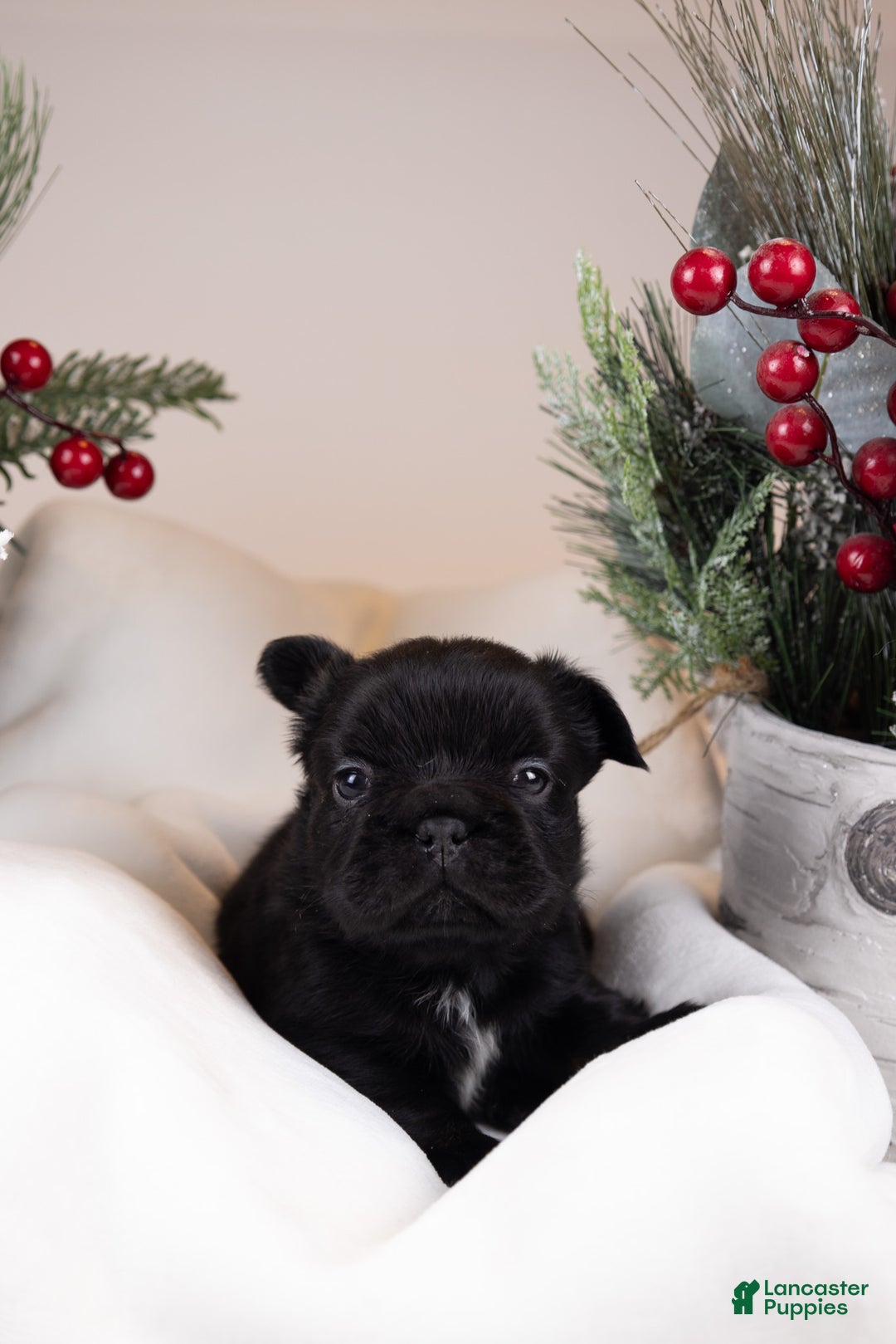French Bulldog dogs for sale: Teddie -Fulffy Big Rope - Ad 6