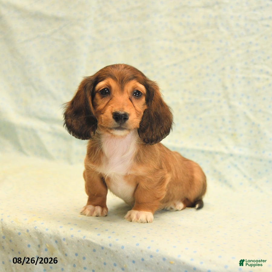 Dachshund dogs Lilac - Ad 1
