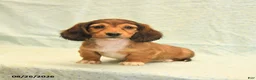 Dachshund dogs for sale: Lilac - Ad 1