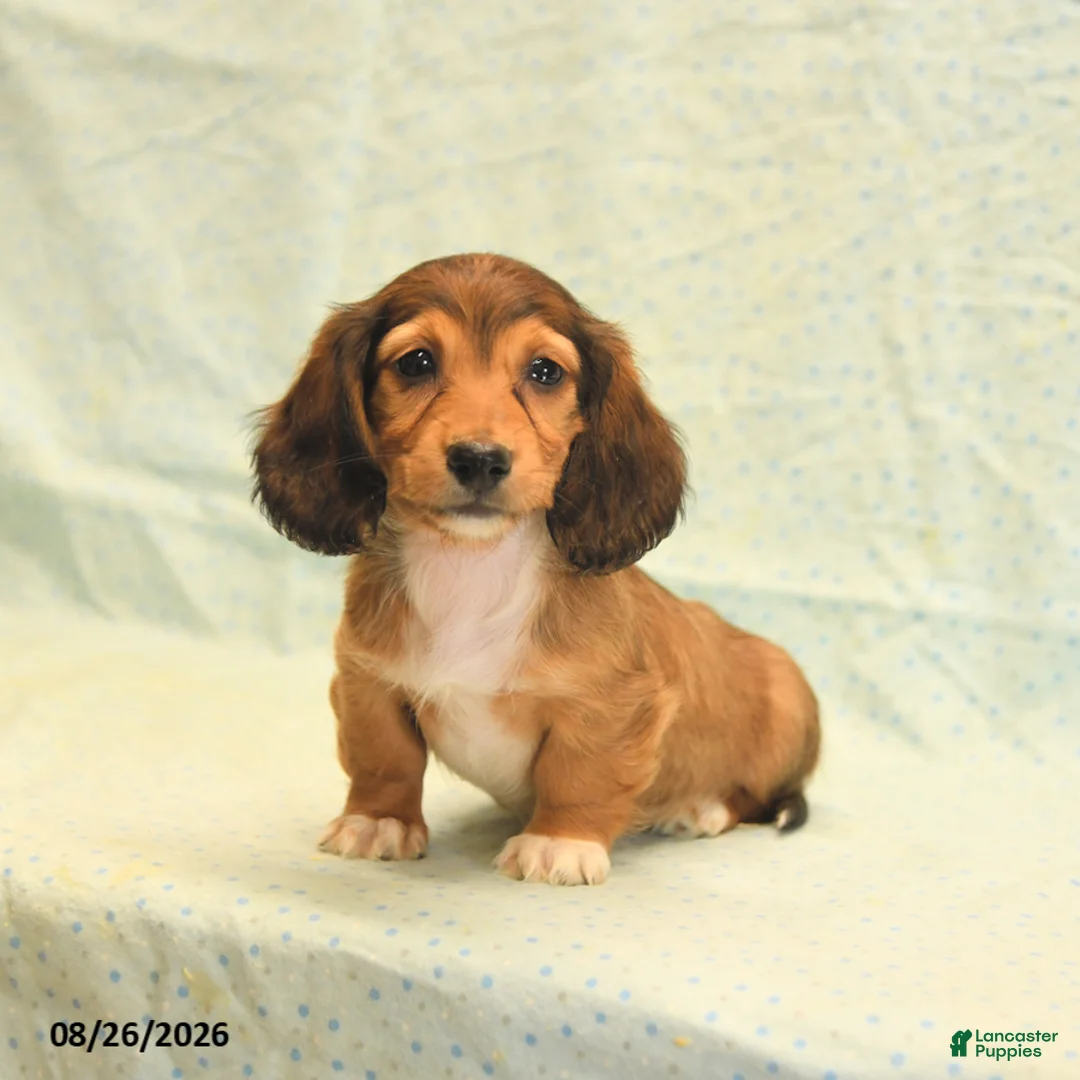 Dachshund dogs for sale: Lilac - Ad 1
