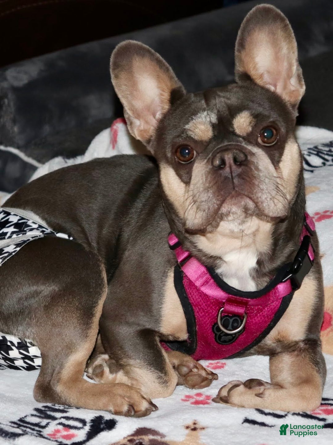 French Bulldog dogs for sale: French Bulldog Puppy 1 - Ad 5