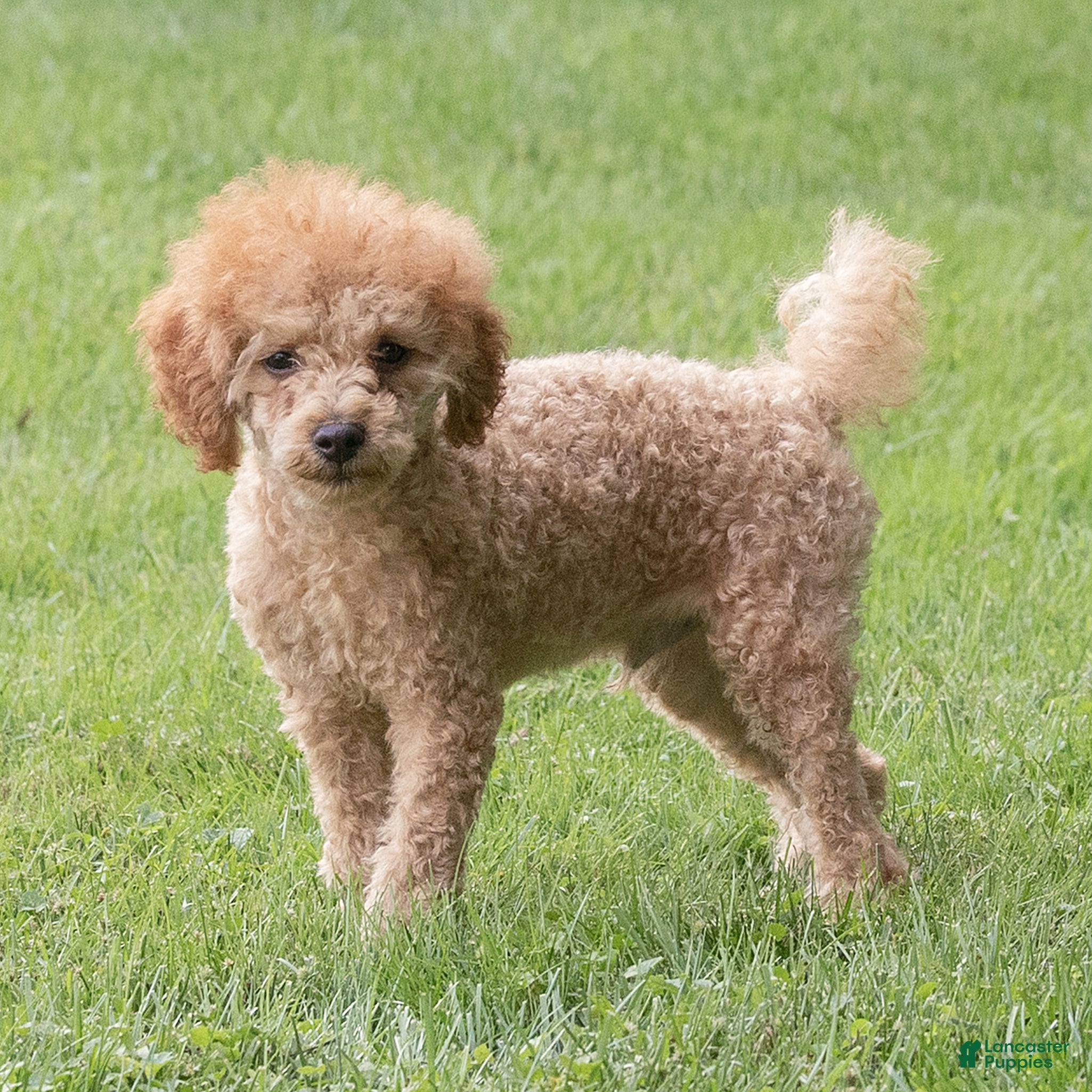 Miniature Poodle dogs Treasure Miniature Poodle  - Ad 1