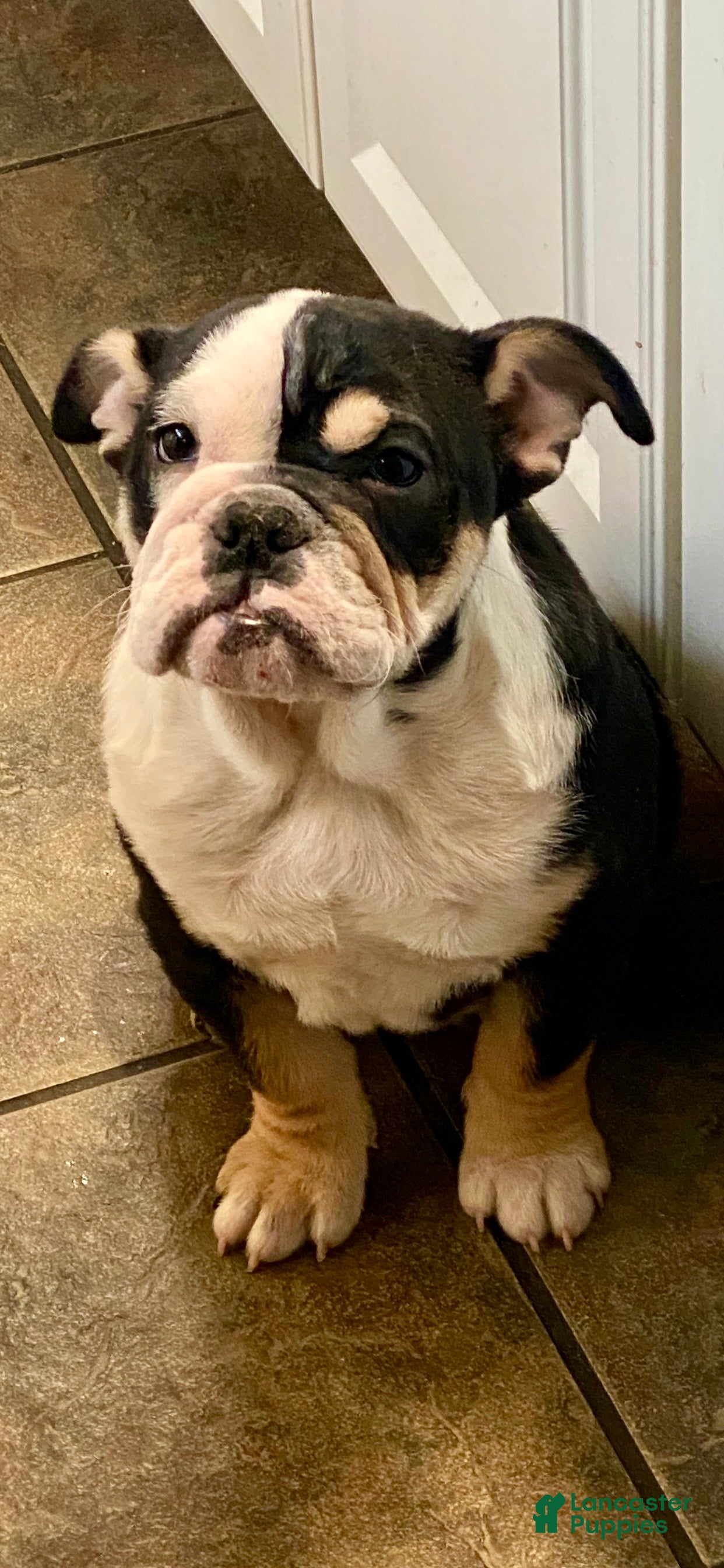 English Bulldog dogs Frida - Ad 12