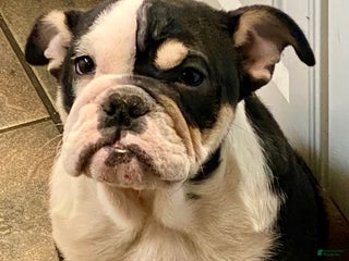 English Bulldog dogs Frida - Ad 12