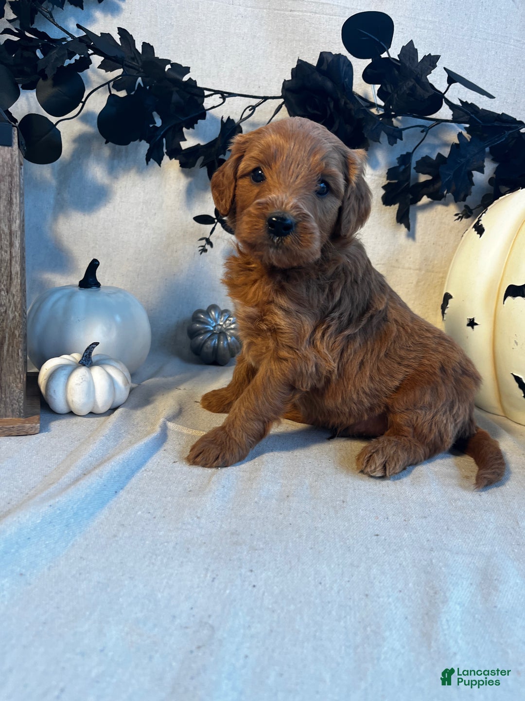 Goldendoodle dogs for sale: Red Collar-Pete - Ad 4