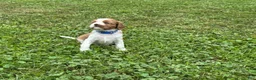 Cavalier King Charles Spaniel dogs for sale: Schroeder - Ad 8