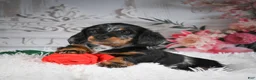 Miniature Dachshund dogs for sale: AKC-Darla - Ad 7