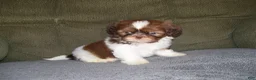 Shih Tzu dogs for sale: Murphey - Ad 3