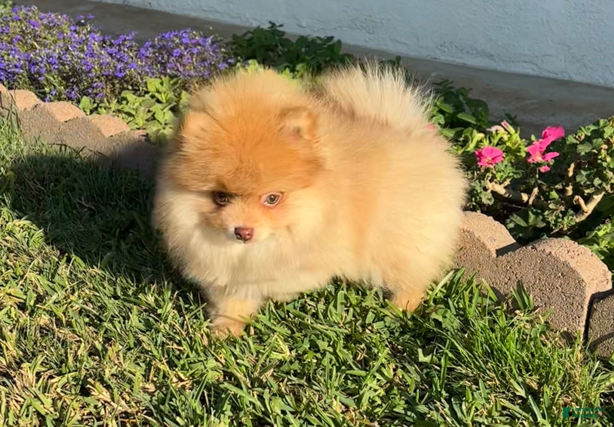 Pomeranian dogs Pomeranian 1 - Ad 18