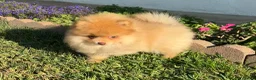 Pomeranian dogs for sale: Pomeranian 1 - Ad 1