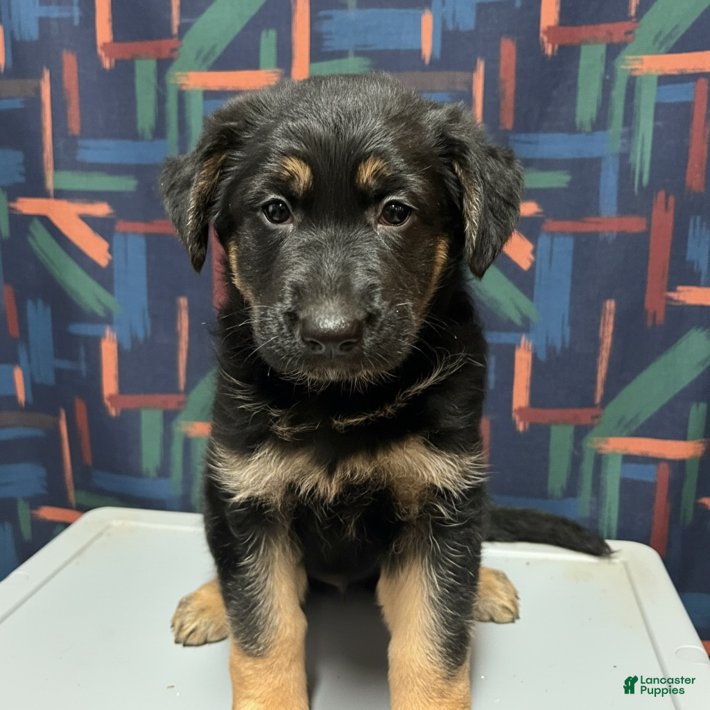 German Shepherd dogs Bailey - Ad 41