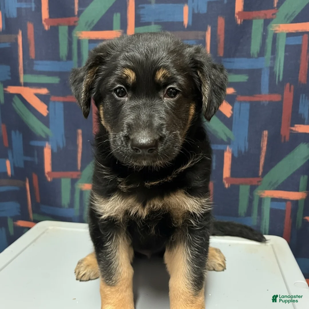 German Shepherd dogs for sale: Bailey - Ad 1