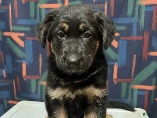 German Shepherd dogs Bailey - Ad 41