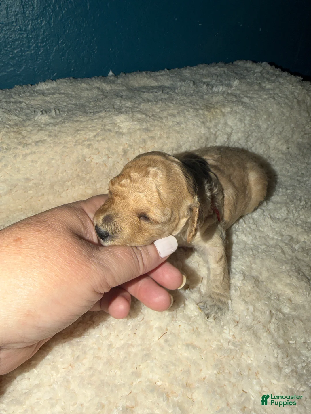 Miniature Poodle dogs for sale: AKC Female Miniature Poodle Kristina - Ad 2