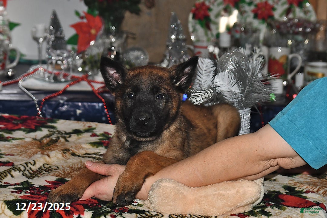 Belgian Malinois dogs for sale: Finn - Ad 7