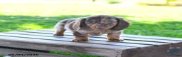 Miniature Dachshund dogs for sale: Shawn  - Ad 2