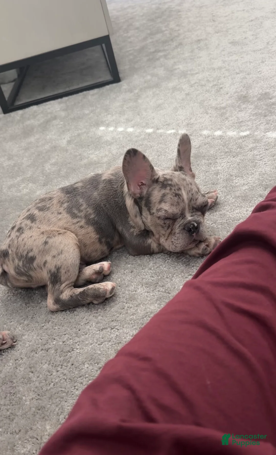 French Bulldog dogs for sale: French Bulldog Puppy 2 - Ad 1