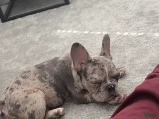 French Bulldog dogs French Bulldog Puppy 2 - Ad 15