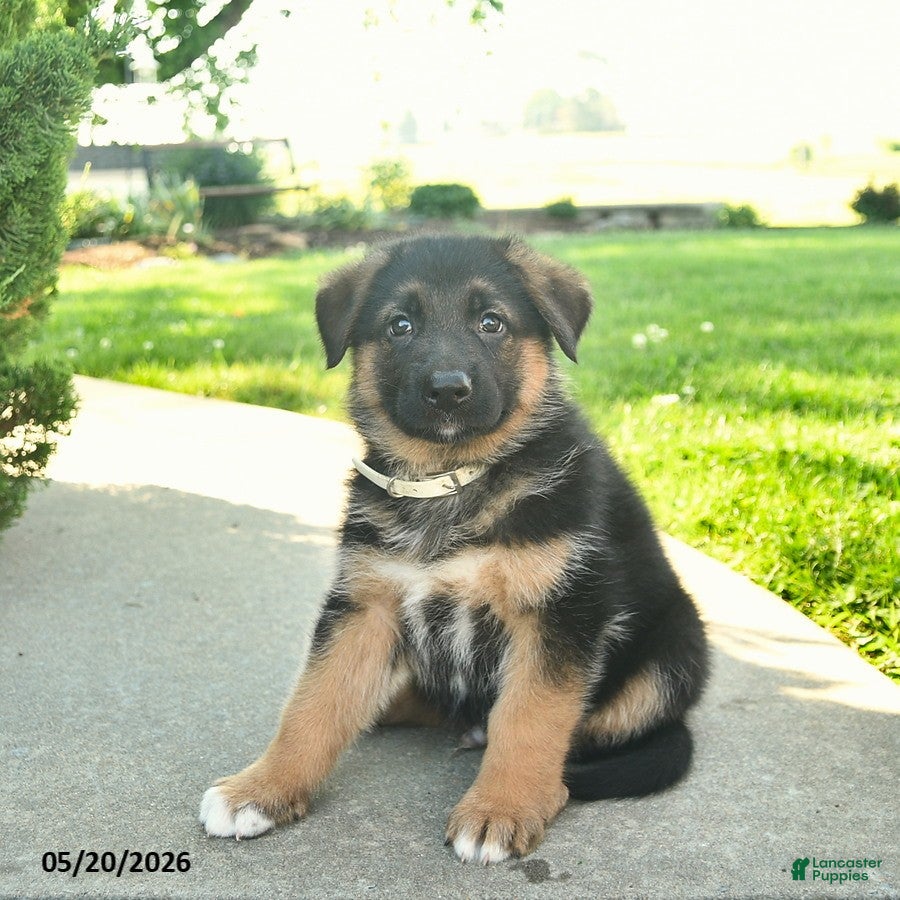 Mixed Breed dogs Rusty - Ad 2