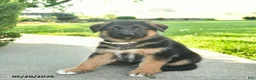Mixed Breed dogs for sale: Rusty - Ad 2