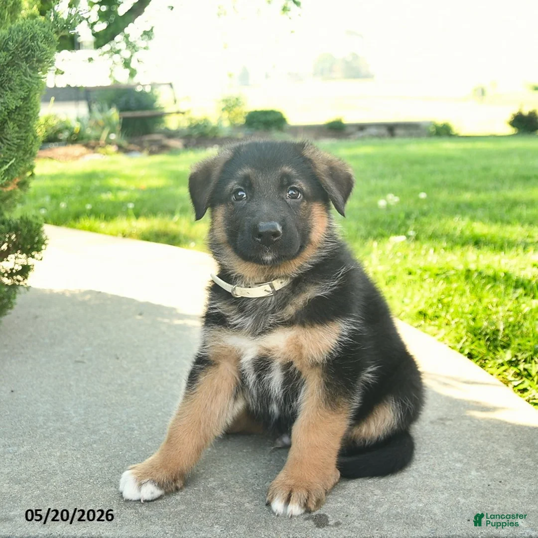 Mixed Breed dogs for sale: Rusty - Ad 2